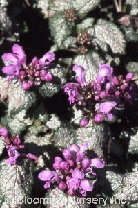 Lamium maculatum 'Brocade'